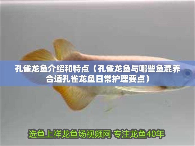 孔雀龍魚介紹和特點（孔雀龍魚與哪些魚混養合適孔雀龍魚日常護理要點）