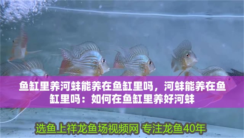 魚缸里養河蚌能養在魚缸里嗎，河蚌能養在魚缸里嗎：如何在魚缸里養好河蚌