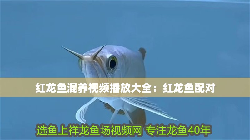 紅龍魚混養視頻播放大全：紅龍魚配對