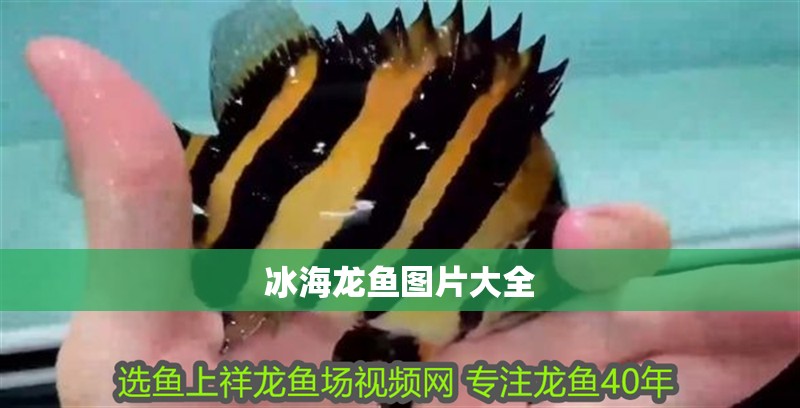 冰海龍魚圖片大全