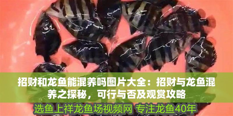 招財和龍魚能混養(yǎng)嗎圖片大全：招財與龍魚混養(yǎng)之探秘，可行與否及觀賞攻略
