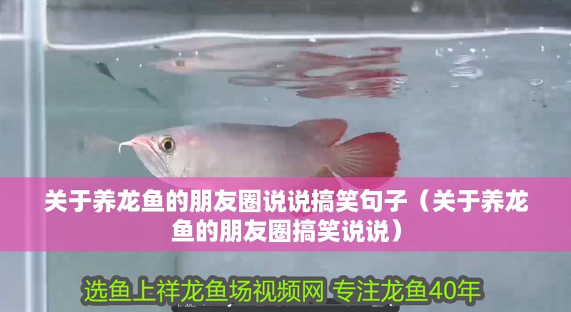 關于養龍魚的朋友圈說說搞笑句子（關于養龍魚的朋友圈搞笑說說）