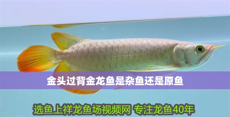 金頭過背金龍魚是雜魚還是原魚