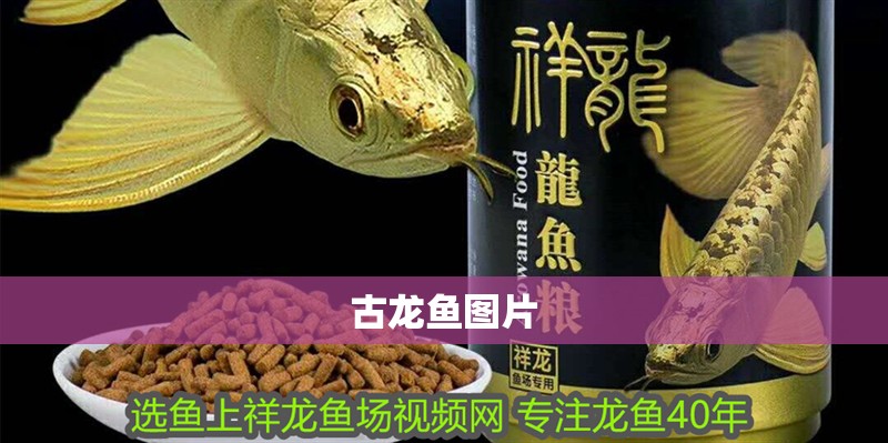 古龍魚圖片