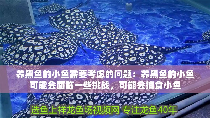 養黑魚的小魚需要考慮的問題：養黑魚的小魚可能會面臨一些挑戰，可能會捕食小魚