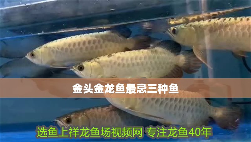 金頭金龍魚最忌三種魚