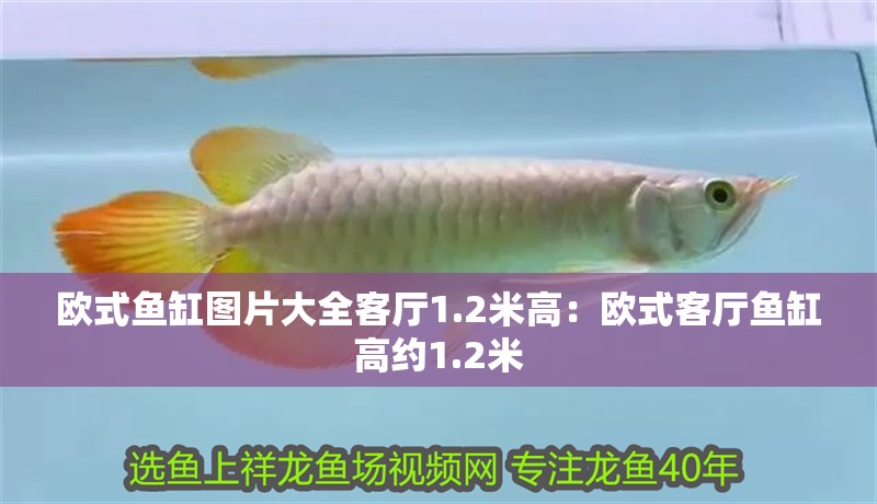 歐式魚缸圖片大全客廳1.2米高：歐式客廳魚缸高約1.2米
