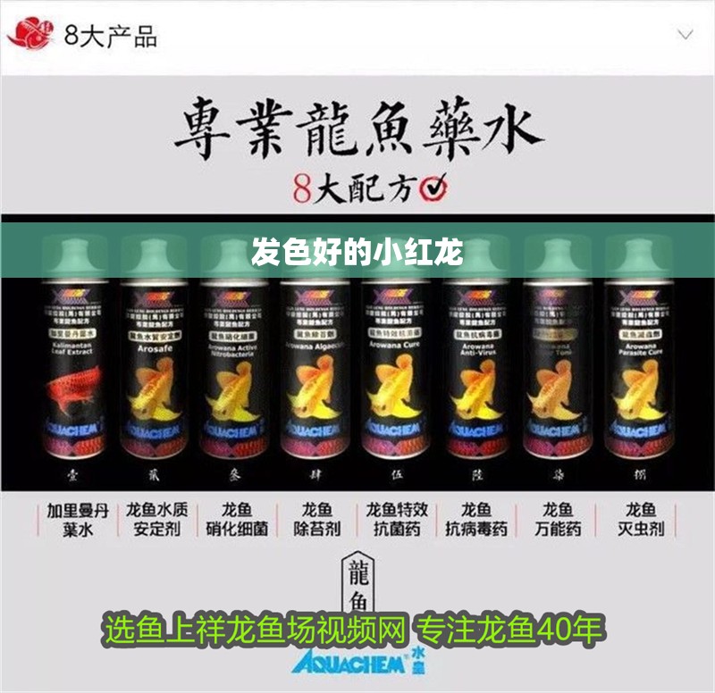 發色好的小紅龍