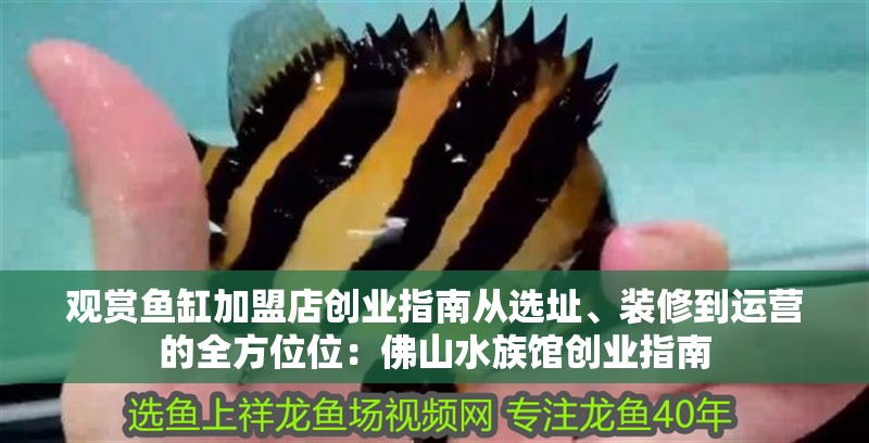 觀賞魚缸加盟店創業指南從選址、裝修到運營的全方位位：佛山水族館創業指南