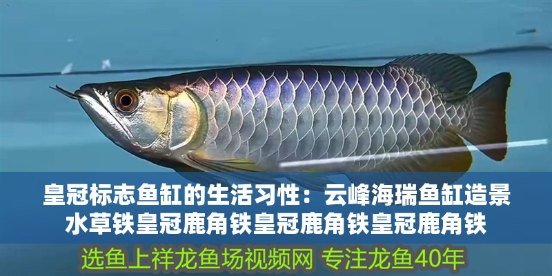 皇冠標志魚缸的生活習性：云峰海瑞魚缸造景水草鐵皇冠鹿角鐵皇冠鹿角鐵皇冠鹿角鐵