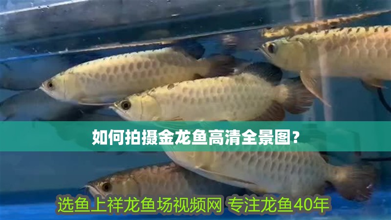 如何拍攝金龍魚高清全景圖？ 如何拍攝金龍魚高清全景圖？ 龍魚百科