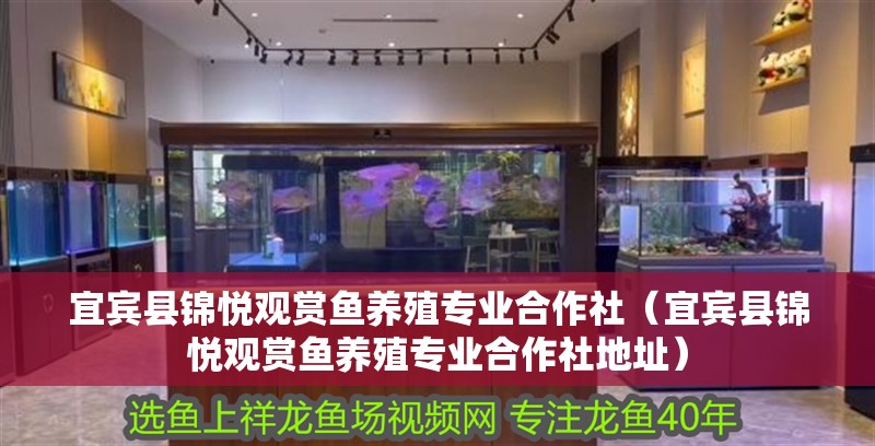 宜賓縣錦悅觀賞魚養殖專業合作社（宜賓縣錦悅觀賞魚養殖專業合作社地址）