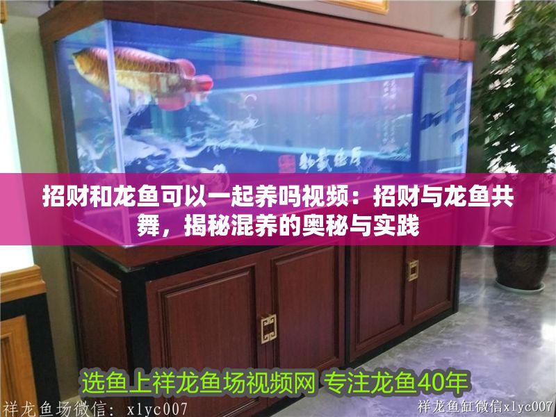 招財和龍魚可以一起養嗎視頻：招財與龍魚共舞，揭秘混養的奧秘與實踐