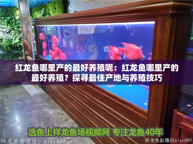 紅龍魚哪里產的最好養殖呢：紅龍魚哪里產的最好養殖？探尋最佳產地與養殖技巧