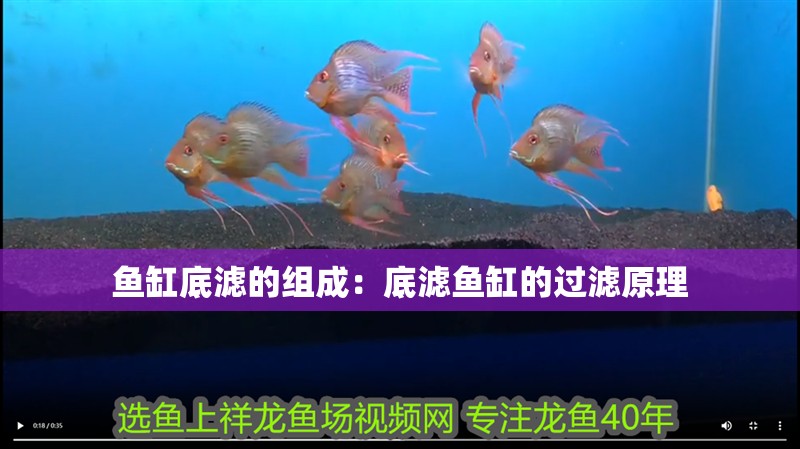 魚缸底濾的組成：底濾魚缸的過濾原理