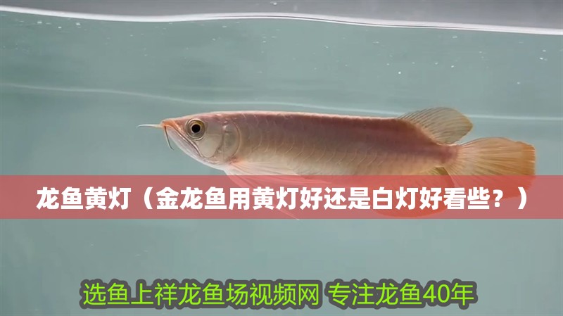 龍魚干蝦有營養嗎 龍魚黃燈(金龍魚用黃燈好還是白燈好看些?) 龍魚百科 龍魚黃燈(金龍魚用黃燈好還是白燈好看些?) 龍魚黃燈(金龍魚用黃燈好還是白燈好看些?) 龍魚百科