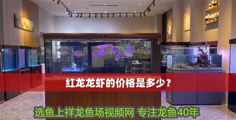 紅龍龍蝦的價(jià)格是多少？