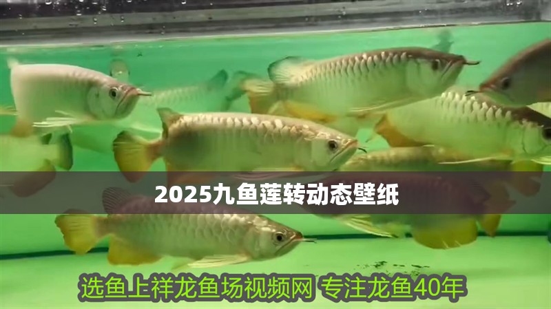 2025九魚蓮轉動態壁紙
