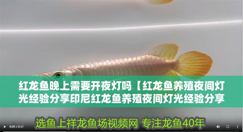 紅龍魚晚上需要開夜燈嗎【紅龍魚養(yǎng)殖夜間燈光經(jīng)驗分享印尼紅龍魚養(yǎng)殖夜間燈光經(jīng)驗分享】