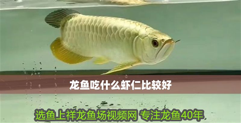 龍魚吃什么蝦仁比較好