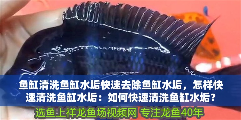 魚缸清洗魚缸水垢快速去除魚缸水垢，怎樣快速清洗魚缸水垢：如何快速清洗魚缸水垢？