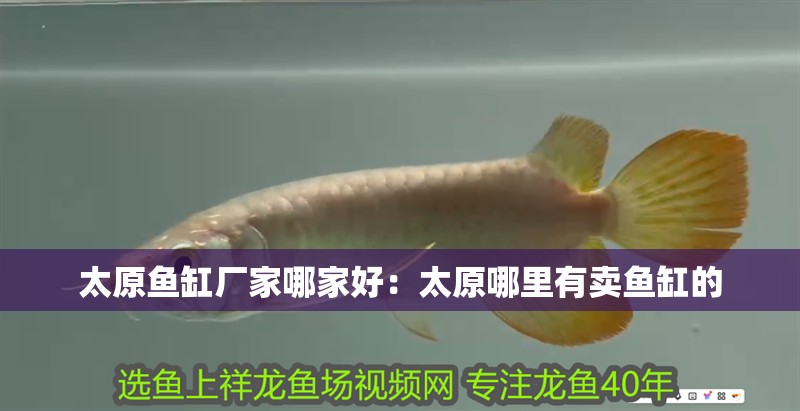 太原魚缸廠家哪家好：太原哪里有賣魚缸的