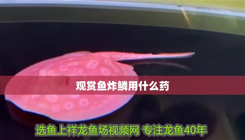 觀賞魚炸鱗用什么藥