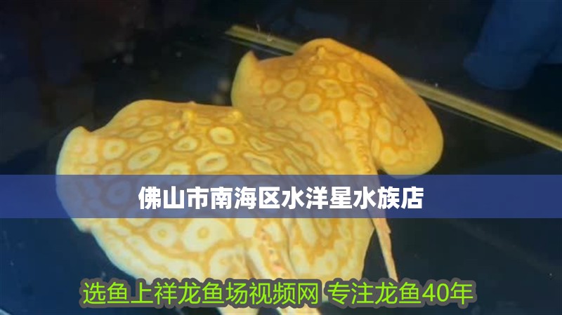 佛山市南海區水洋星水族店