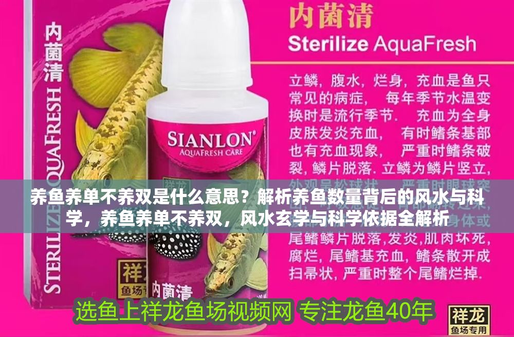 養(yǎng)魚養(yǎng)單不養(yǎng)雙是什么意思？解析養(yǎng)魚數(shù)量背后的風(fēng)水與科學(xué)，養(yǎng)魚養(yǎng)單不養(yǎng)雙，風(fēng)水玄學(xué)與科學(xué)依據(jù)全解析