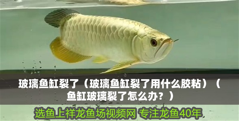 玻璃魚缸裂了（玻璃魚缸裂了用什么膠粘）（魚缸玻璃裂了怎么辦？）