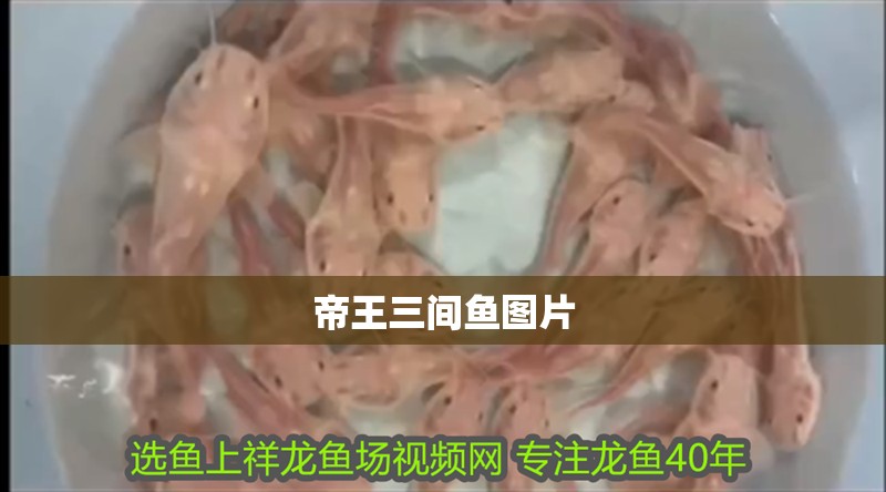 帝王三間魚圖片
