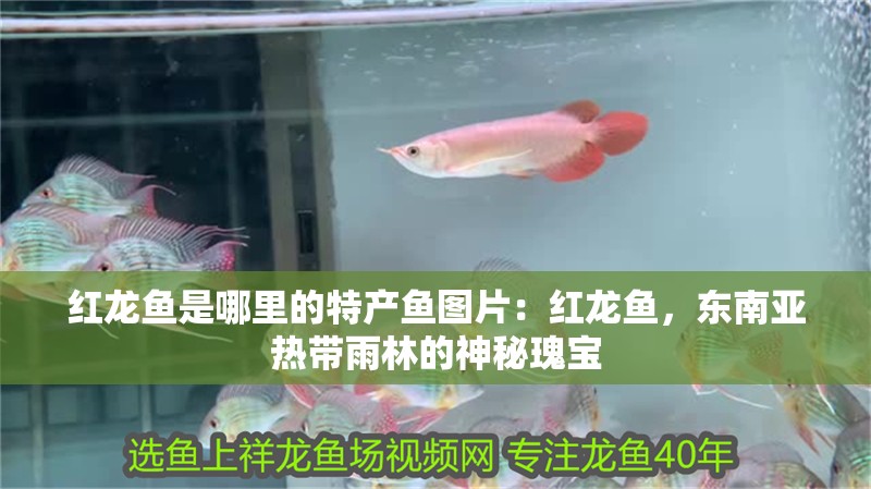 紅龍魚是哪里的特產魚圖片：紅龍魚，東南亞熱帶雨林的神秘瑰寶