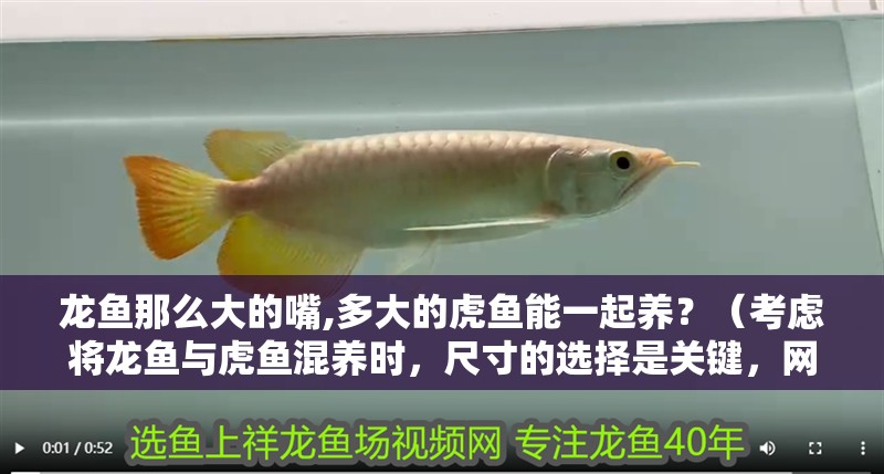 龍魚那么大的嘴,多大的虎魚能一起養？（考慮將龍魚與虎魚混養時，尺寸的選擇是關鍵，網友建議“虎龍配”）