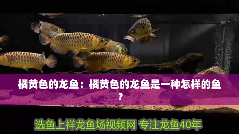 橘黃色的龍魚：橘黃色的龍魚是一種怎樣的魚？