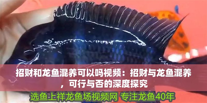 招財和龍魚混養可以嗎視頻：招財與龍魚混養，可行與否的深度探究