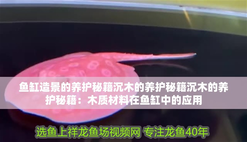魚缸造景的養(yǎng)護秘籍沉木的養(yǎng)護秘籍沉木的養(yǎng)護秘籍：木質(zhì)材料在魚缸中的應(yīng)用