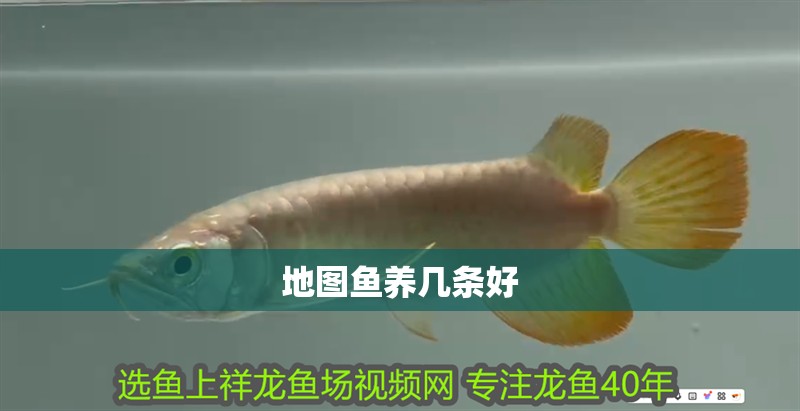 地圖魚養幾條好