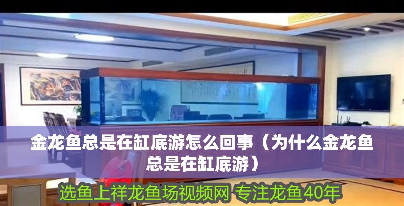 金龍魚總是在缸底游怎么回事（為什么金龍魚總是在缸底游）