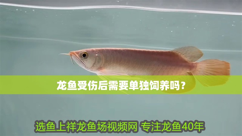 龍魚受傷后需要單獨飼養嗎？