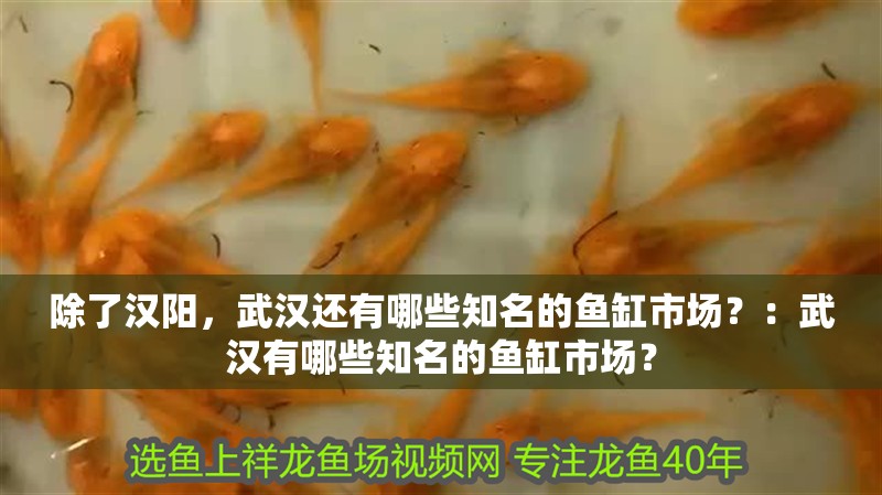 除了漢陽，武漢還有哪些知名的魚缸市場？：武漢有哪些知名的魚缸市場？
