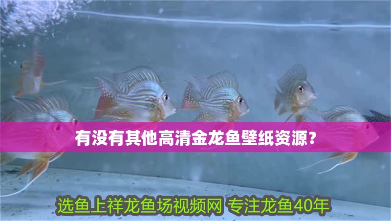 有沒有其他高清金龍魚壁紙資源？