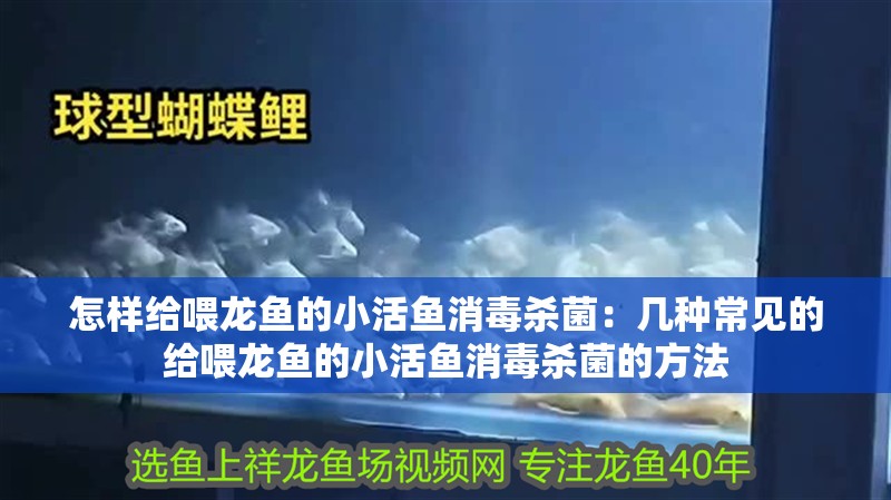 怎樣給喂龍魚的小活魚消毒殺菌：幾種常見的給喂龍魚的小活魚消毒殺菌的方法