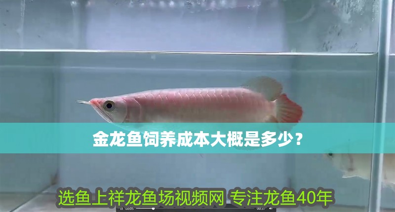 金龍魚飼養(yǎng)成本大概是多少？