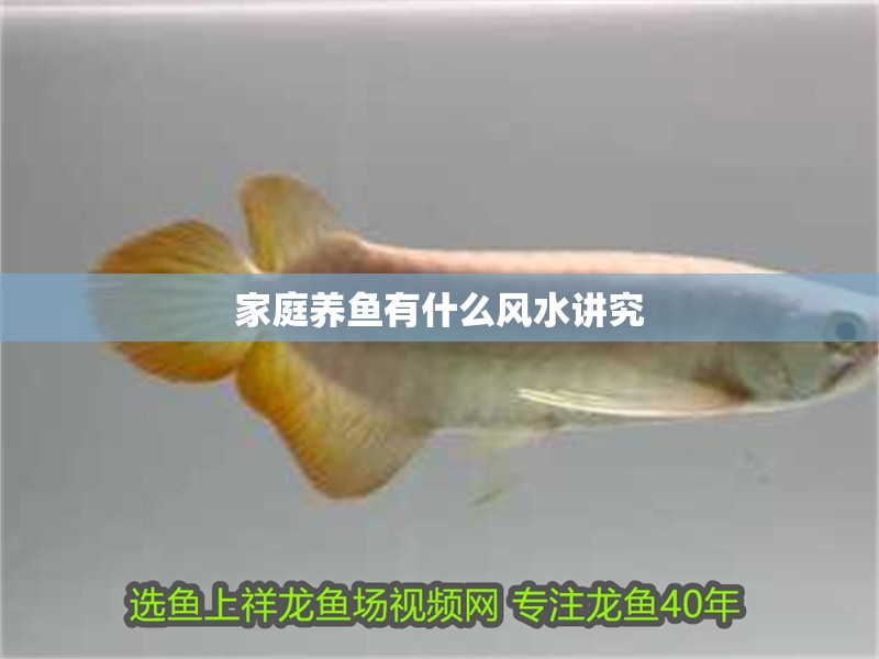 家庭養魚有什么風水講究