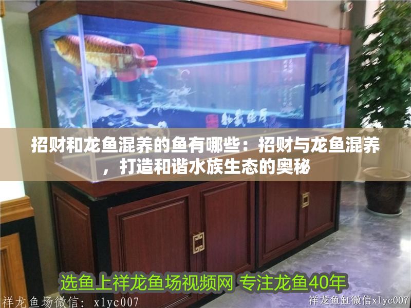 招財和龍魚混養的魚有哪些：招財與龍魚混養，打造和諧水族生態的奧秘