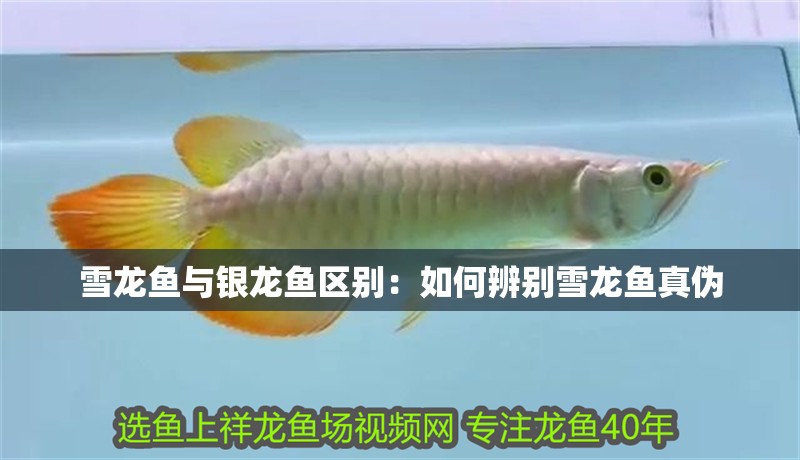 雪龍魚與銀龍魚區別：如何辨別雪龍魚真偽
