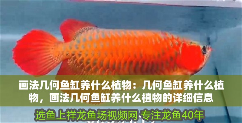 畫法幾何魚缸養什么植物：幾何魚缸養什么植物，畫法幾何魚缸養什么植物的詳細信息