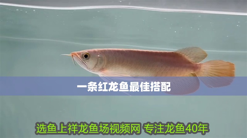 一條紅龍魚最佳搭配