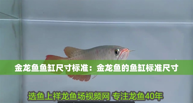 給大魚缸換水的作文:體驗(yàn)給大魚缸換水的樂趣:體驗(yàn)給大魚缸換水:給大魚缸換水的作文 金龍魚魚缸尺寸標(biāo)準(zhǔn):金龍魚的魚缸標(biāo)準(zhǔn)尺寸 魚缸百科 金龍魚魚缸尺寸標(biāo)準(zhǔn):金龍魚的魚缸標(biāo)準(zhǔn)尺寸 金龍魚魚缸尺寸標(biāo)準(zhǔn):金龍魚的魚缸標(biāo)準(zhǔn)尺寸 魚缸百科