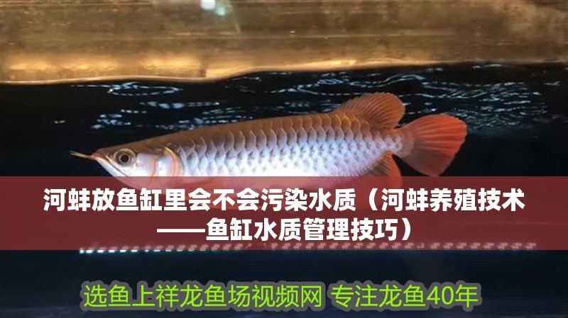河蚌放魚缸里會不會污染水質（河蚌養殖技術——魚缸水質管理技巧）